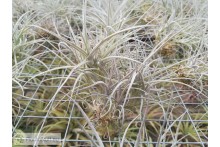 Tillandsia caerulea