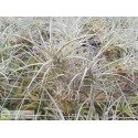 Tillandsia caerulea