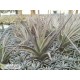 Tillandsia ixioides x aeranthos