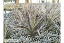Tillandsia ixioides x aeranthos