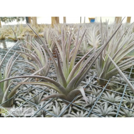 Tillandsia ixioides x aeranthos