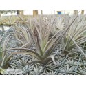 Tillandsia ixioides x aeranthos