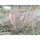 Tillandsia bartramii