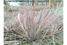 Tillandsia bartramii