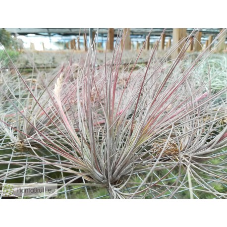 Tillandsia bartramii