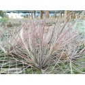 Tillandsia bartramii
