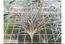 Tillandsia bandensis