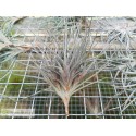 Tillandsia bandensis
