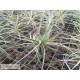 Tillandsia tectorum x paleacea