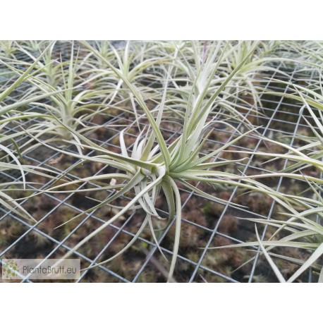 Tillandsia tectorum x paleacea