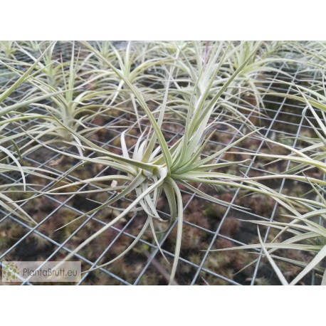 Tillandsia tectorum　 Big　size