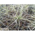 Tillandsia tectorum x paleacea