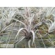 Tillandsia karwinskyana