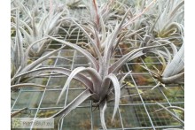 Tillandsia karwinskyana