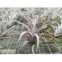 Tillandsia karwinskyana