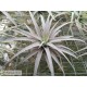 Tillandsia harrisii (Grande)