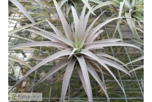 Tillandsia harrisii L