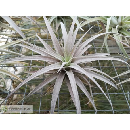 Tillandsia harrisii (Grande)