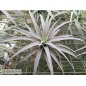 Tillandsia harrisii L