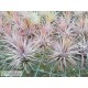Tillandsia ionantha var. ionantha