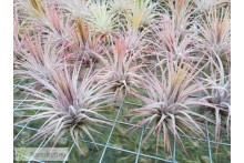 Tillandsia ionantha var. ionantha