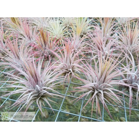Tillandsia ionantha var. ionantha