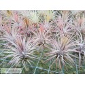 Tillandsia ionantha var. ionantha
