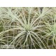 Tillandsia velickiana (syn feldhoffii)