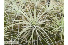 Tillandsia velickiana (syn feldhoffii)
