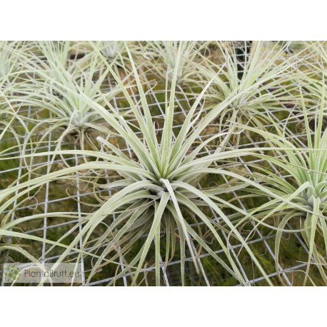 Tillandsia velickiana (syn feldhoffii)