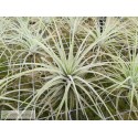 Tillandsia velickiana (syn feldhoffii)