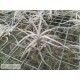 Tillandsia balsasensis Holm
