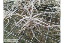 Tillandsia balsasensis Holm