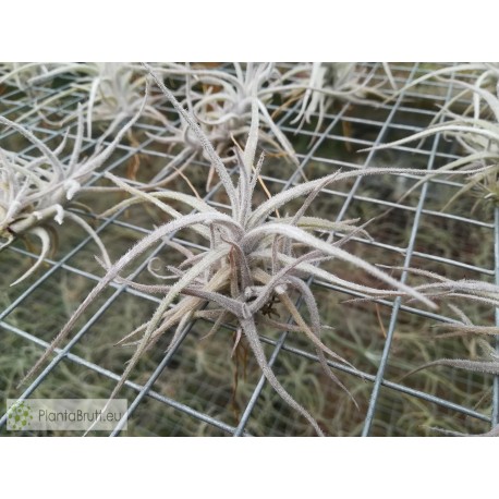 Tillandsia balsasensis Holm