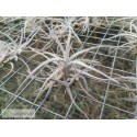 Tillandsia balsasensis Holm