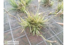 Tillandsia loliacea