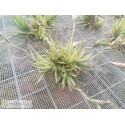Tillandsia loliacea