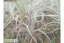 Tillandsia balsasensis