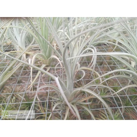 Tillandsia balsasensis