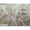 Tillandsia balsasensis