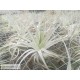 Tillandsia gardneri