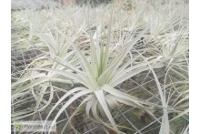 Tillandsia gardneri