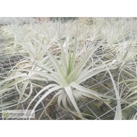 Tillandsia gardneri