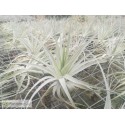 Tillandsia gardneri