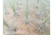 Tillandsia fuchsii f. gracilis