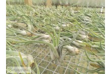 Tillandsia caput-medusae