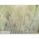Tillandsia juncea
