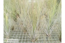 Tillandsia juncea