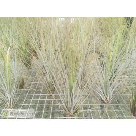 Tillandsia juncea
