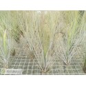Tillandsia juncea